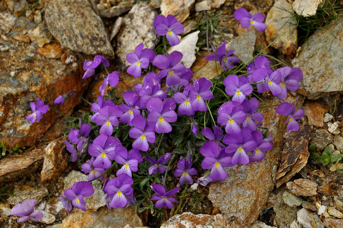 Viola doerfleri